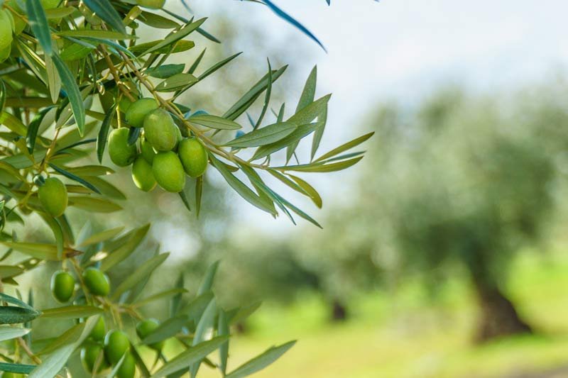 Propiedades naturales en el Aceite de Oliva nos ayudan a protegernos del COVID-19