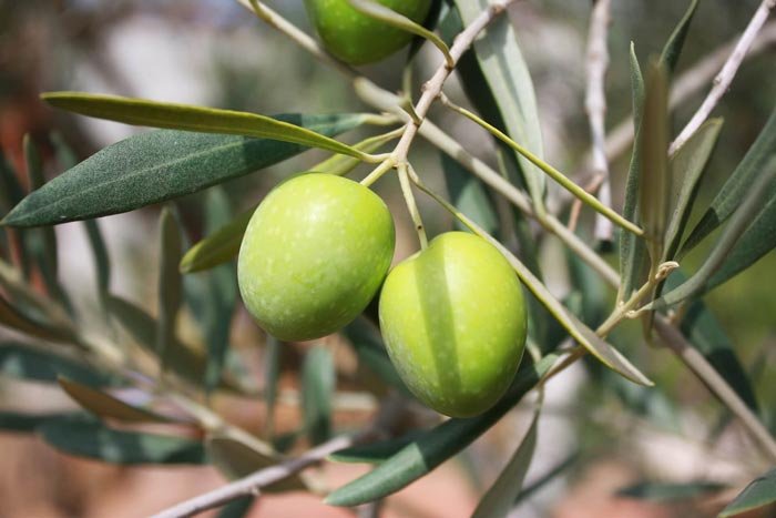 El aceite de oliva y el colesterol,  ¿cómo afecta el AOVE a nuestra salud?