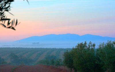 Cintas de guata de algodón para proteger los plantones de olivos