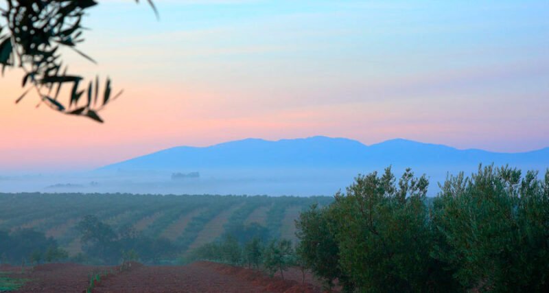 Cintas de guata de algodón para proteger los plantones de olivos